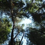 Resilienza e Stress