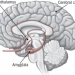 La malattia depressiva come alterata regolazione del sistema dello stress