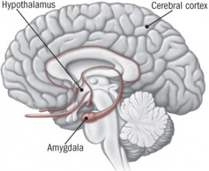 amigdalaipotalamo